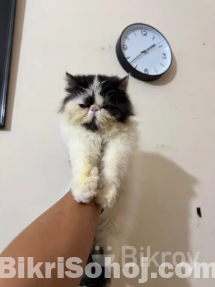 Exotic Cat